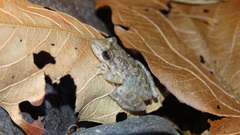 Scinax x-signatus