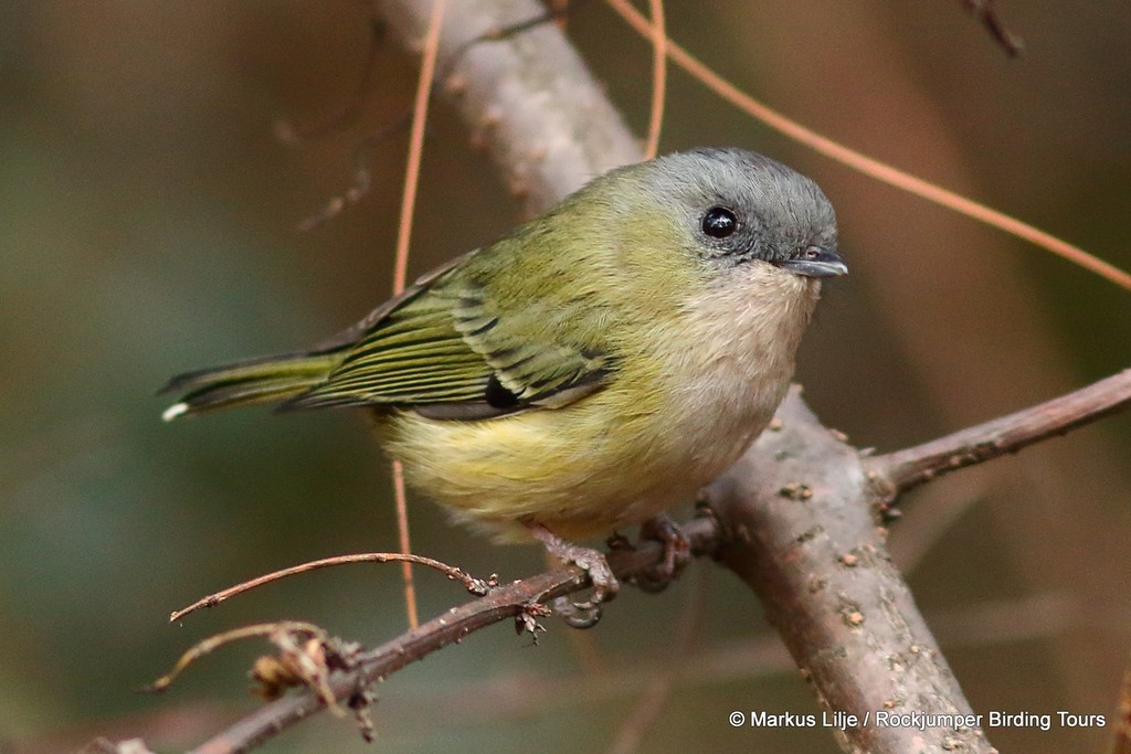 Green Shrike-Babbler (Pteruthius xanthochlorus) photo