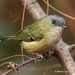 Green Shrike-Babbler - Photo (c) markus lilje, some rights reserved (CC BY-NC-ND), uploaded by markus lilje