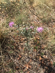 Centaurea vallesiaca