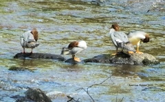 Mergus merganser