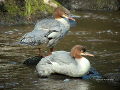 Mergus merganser