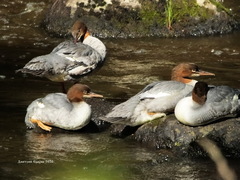 Mergus merganser
