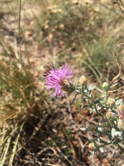 Centaurea vallesiaca