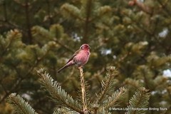 Carpodacus thura