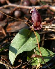 Corybas unguiculatus