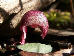 Corybas aconitiflorus