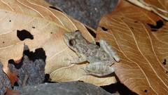 Scinax x-signatus