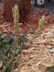 Pseudelephantopus spiralis