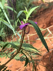 Impatiens chinensis