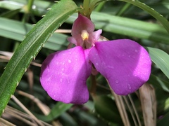 Impatiens chinensis