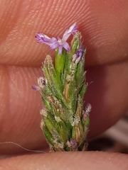 Pseudelephantopus spiralis