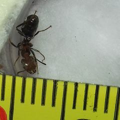 Liometopum microcephalum