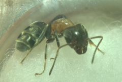 Liometopum microcephalum