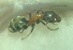 Liometopum microcephalum