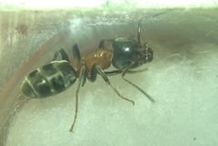 Liometopum microcephalum