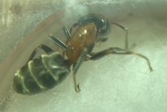 Liometopum microcephalum