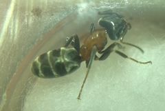 Liometopum microcephalum