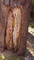 Liometopum microcephalum