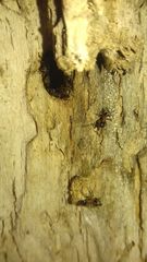 Liometopum microcephalum