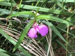 Impatiens chinensis
