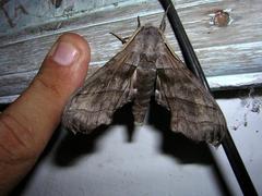 Polyptychus claudiae