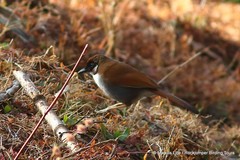 Pterorhinus caerulatus