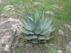 Agave durangensis