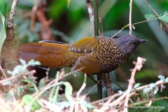 Trochalopteron subunicolor