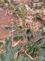 Pseudelephantopus spiralis