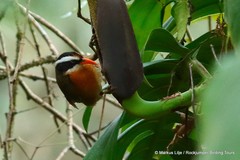 Pomatorhinus ferruginosus