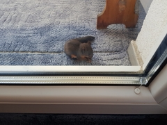 Sciurus vulgaris