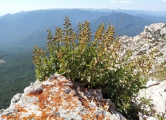 Scrophularia rupestris