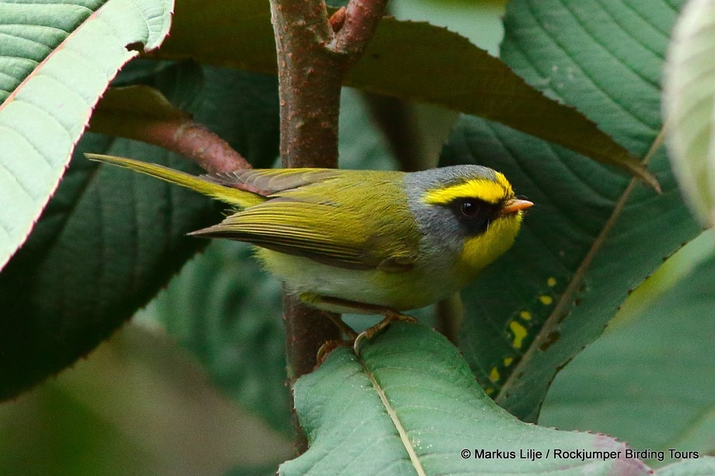 Black-faced Warbler photo
