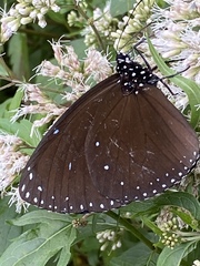 Euploea eunice hobsoni