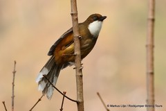 Pterorhinus albogularis