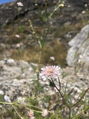 Scabiosa triandra