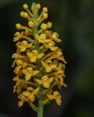 Platanthera integra