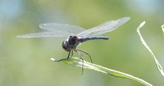 Selysiothemis nigra