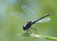 Selysiothemis nigra