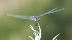Selysiothemis nigra