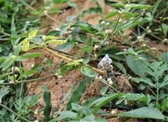 Psammophilus dorsalis