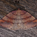 Drepanulatrix carnearia - Photo (c) Jim Johnson, μερικά δικαιώματα διατηρούνται (CC BY-NC-ND), uploaded by Jim Johnson