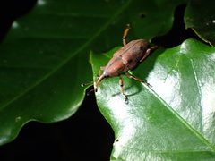 Metaprodioctes formosanus