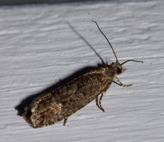 Epinotia solicitana