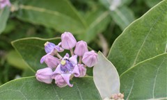 Calotropis gigantea