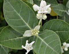 Calotropis gigantea