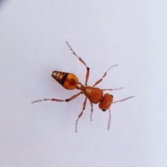 Dasymutilla heliophila