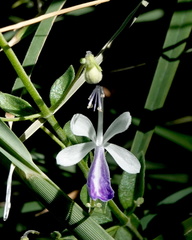 Trichostema arizonicum