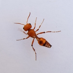 Dasymutilla heliophila